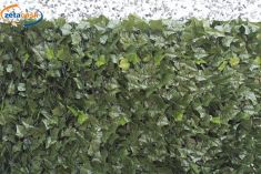 SIEPE EDERA SU RETE PVC 1 X 3