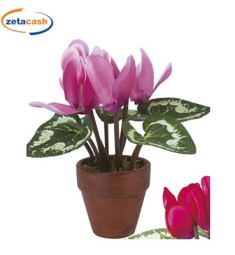 PIANTINA CICLAMINO PICCOLA CON VASO CM 7 X H 15