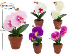 VASETTO FALENOPSIS H20 D7CM ASS