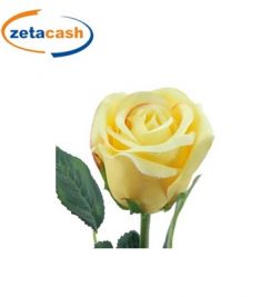 STELO DI BOCCIOLO DI ROSA COLORE GIALLO H 58 CM