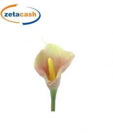 STELO CALLA COLORE CORALLO H 65 CM