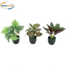 PIANTA IN VASO NERO ASSORTITE H 26 CM