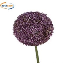 STELO ALLIUM ROTONDO MALVA D 11 CM H 70 CM