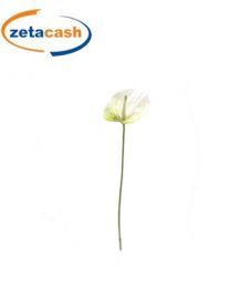 STELO DI ANTHURIUM COLORE CREMA H 70 cm