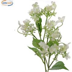 STELO ORTENSIA SELVAGGIA BIANCA 61 CM