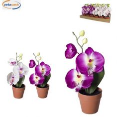 PIANTA ORCHIDEA CON VASO PLASTICA H25 CM COL ASS