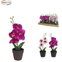 PIANTA ORCHIDEA IN VASO H28 CM COL ASS