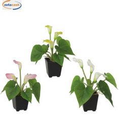 PIANTA CALLA CON VASO NERO H20 CM COL ASS