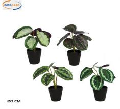 PIANTA MARANTA IN VASO H21CM COL ASS