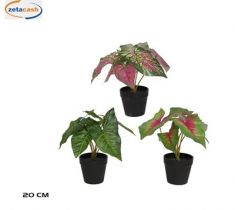 PIANTA CALADIO IN VASO H21 CM COL ASS